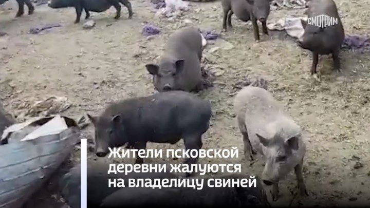 Жители псковской деревни жалуются на владелицу свиней