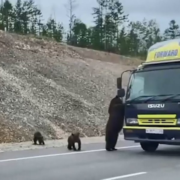 Медведи остановили поток машин. Увидев такое, водители хохот...