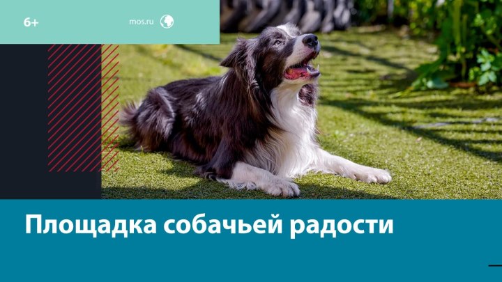 Новую площадку для собак открыли в Свиблове — Москва FM