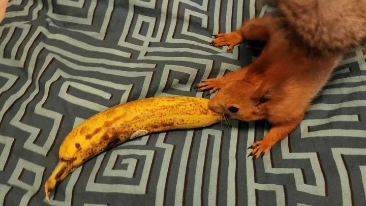 Бусей нагло стащил банан с моего рабочего стола...! 🙄🤣