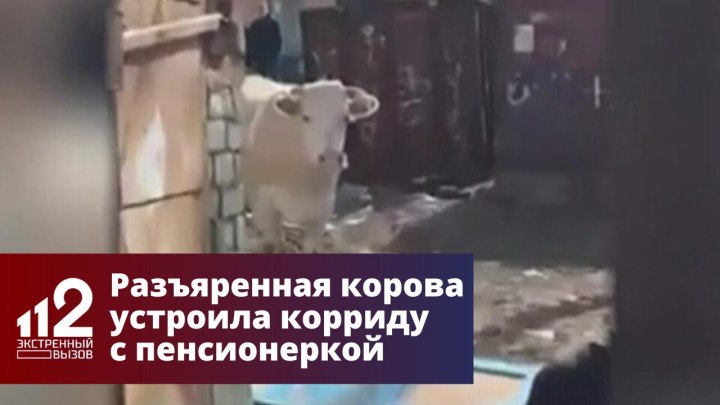 Разъяренная корова устроила корриду с пенсионеркой из Хабаро...