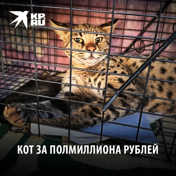 Кот стоимостью полмиллиона забрел на участок к сибирячке