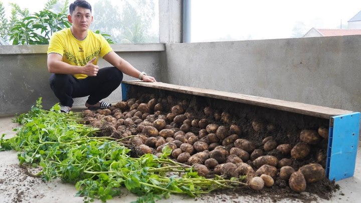 Выращивание картофеля таким способом одновременно просто и д...