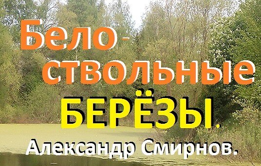 Белоствольные БЕРЁЗЫ. Александр Смирнов.