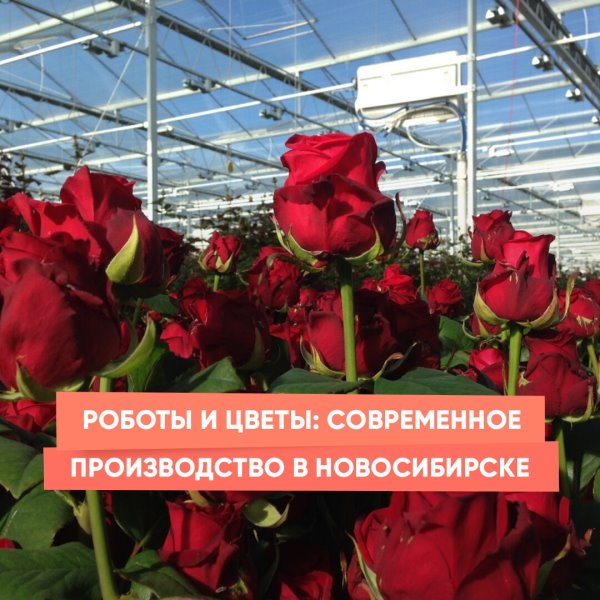Роботы и цветы: современное производство в Новосибирске