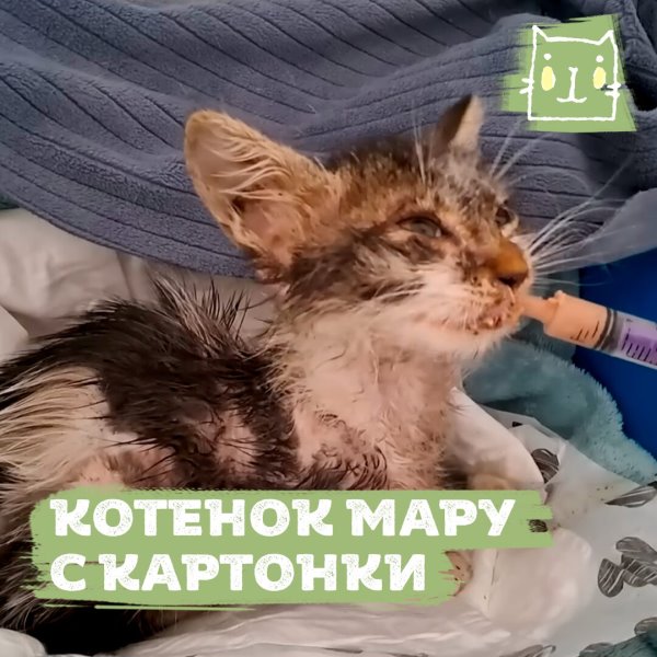 Котенок Мару с картонки