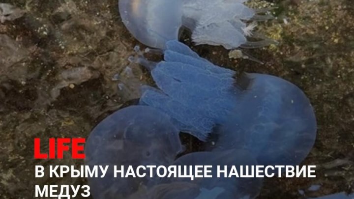 Нашествие медуз в Крыму