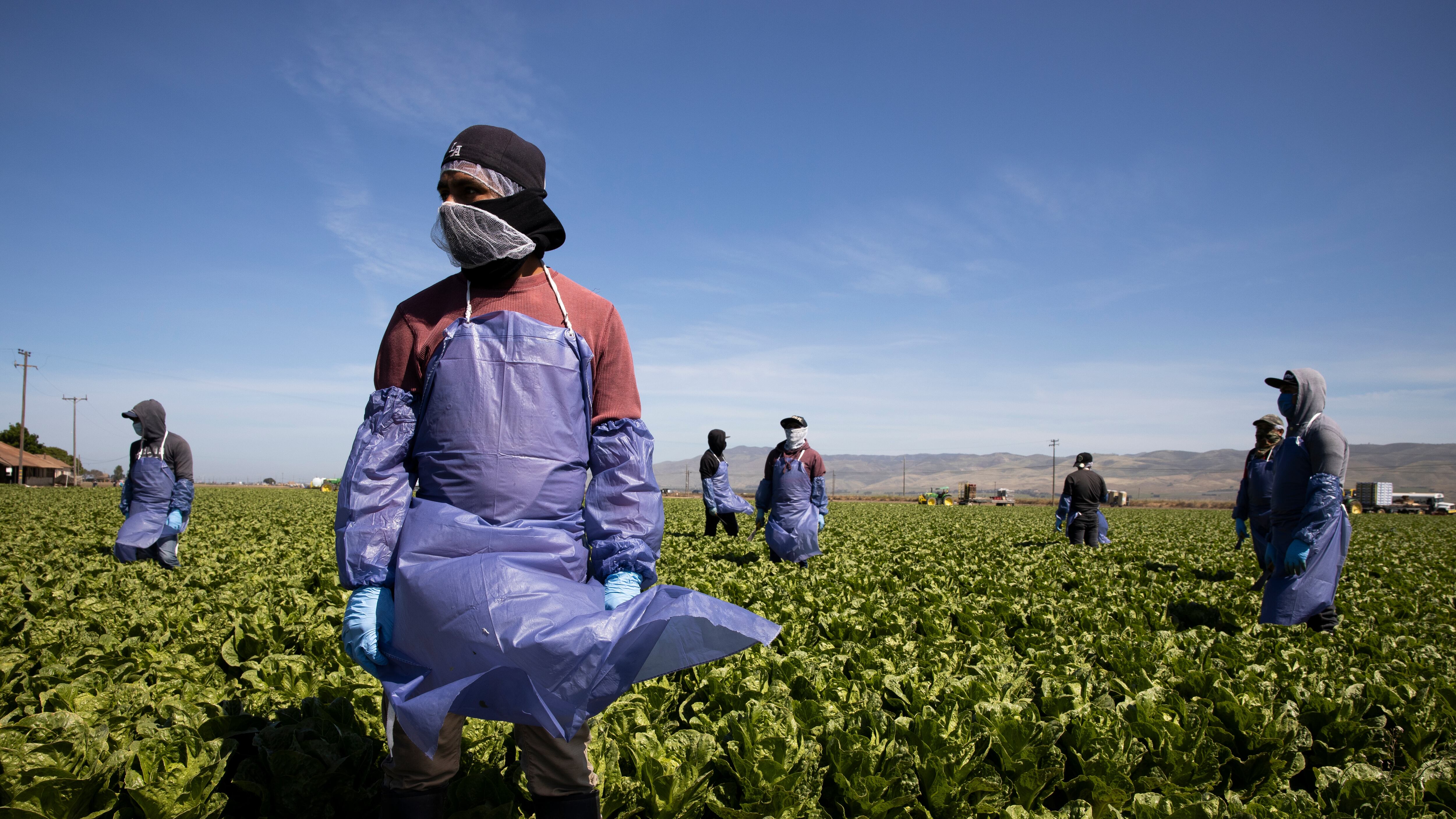 Farm workers in Greenfield, California.