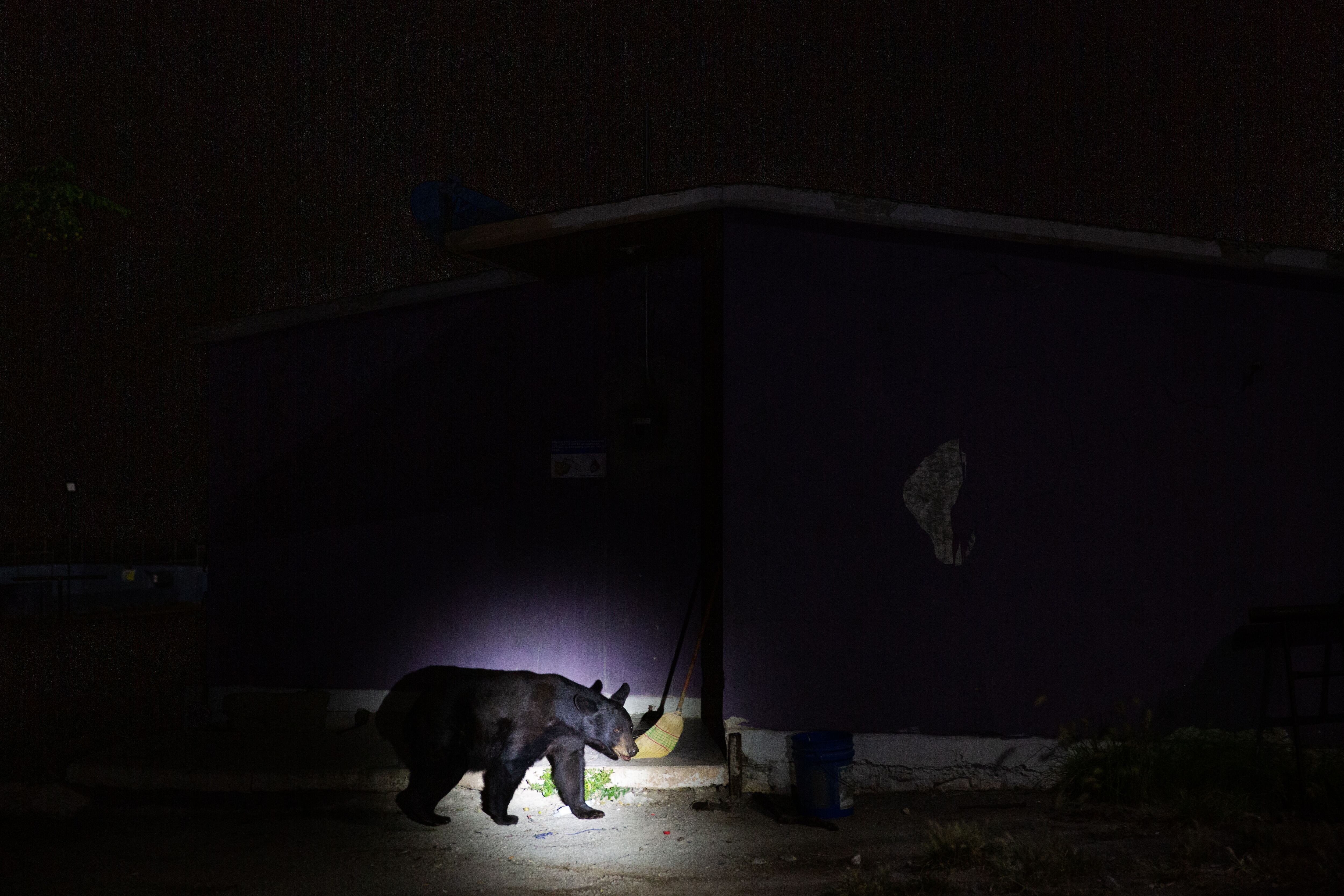 A black bear walks around a house in Coahuila, northern Mexico, in October 2022.