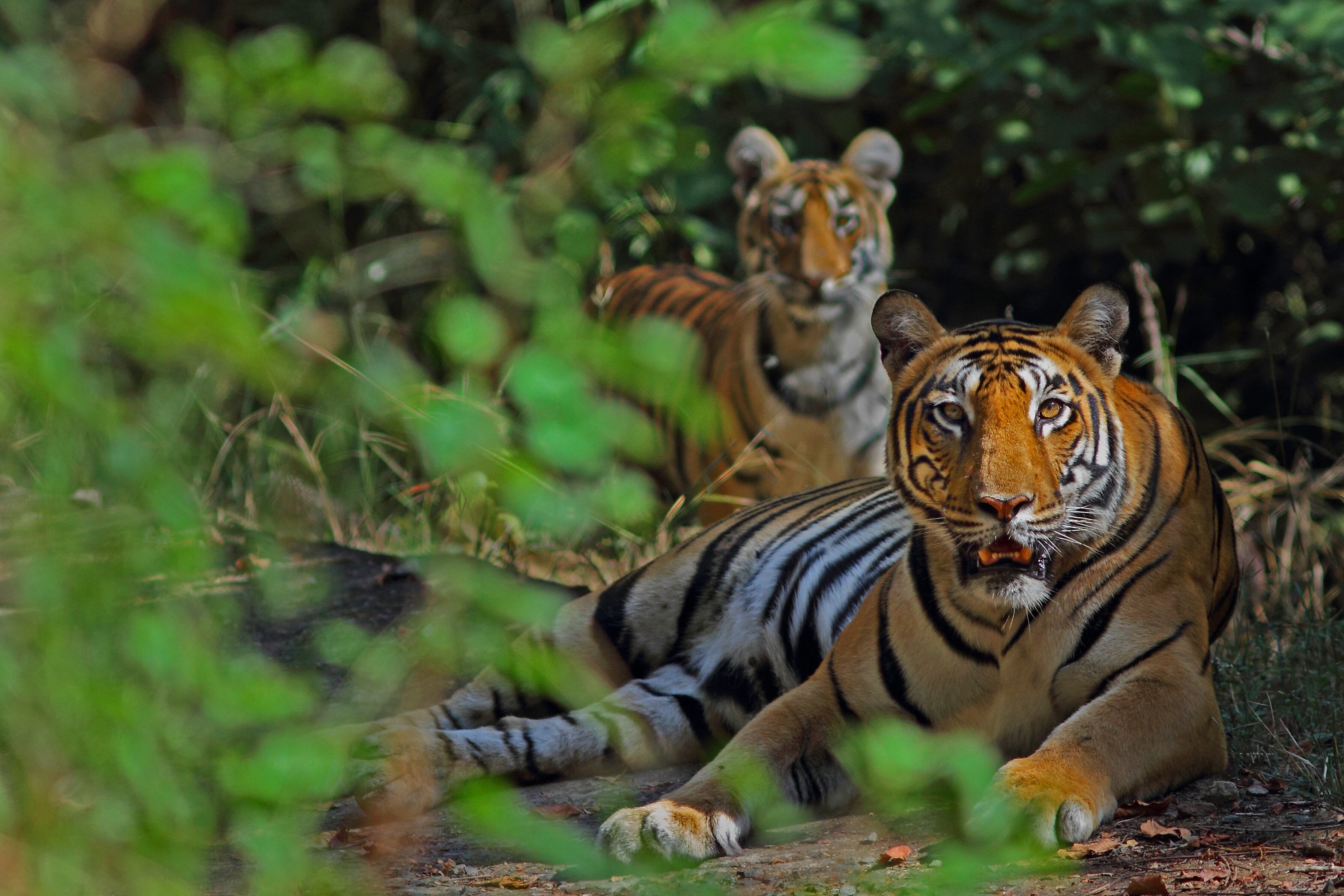 A tigress and her cub in a natural park in India.