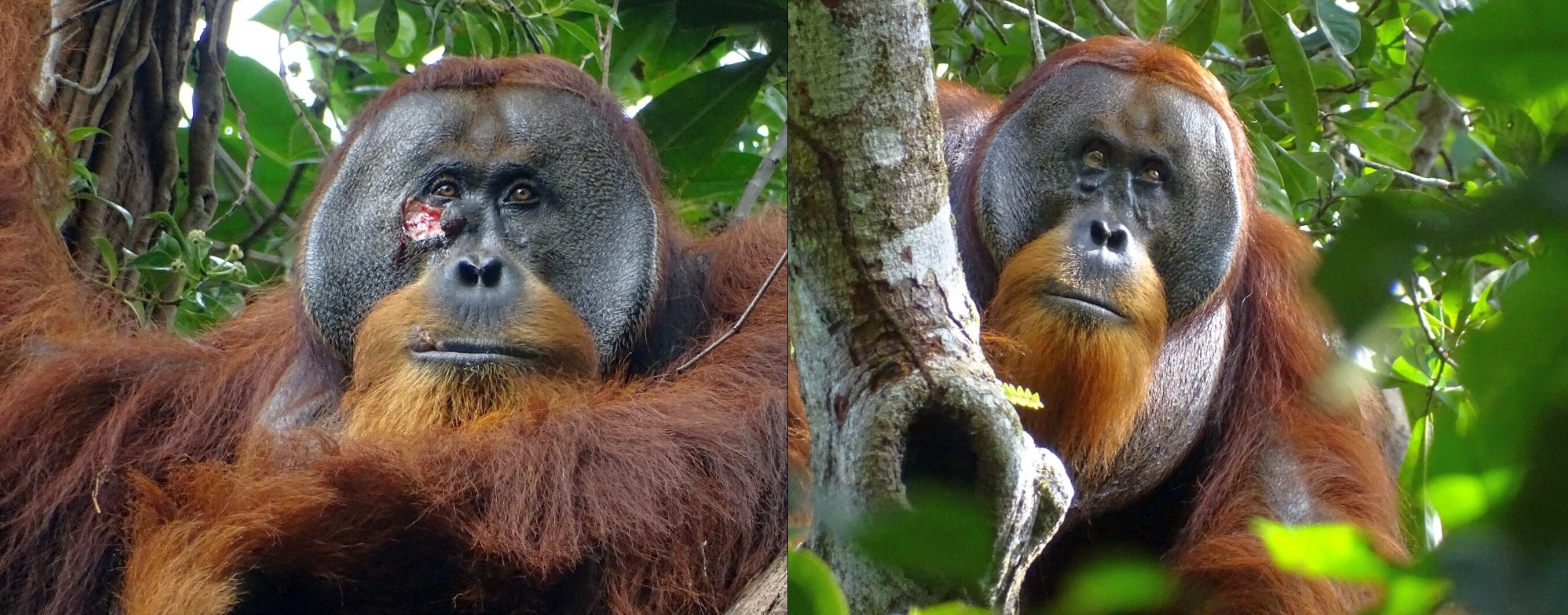 This Sumatran orangutan may have been injured in a fight with another male. In the composition, the result of the confrontation (on the left) and how it healed, with a small scar, weeks later.