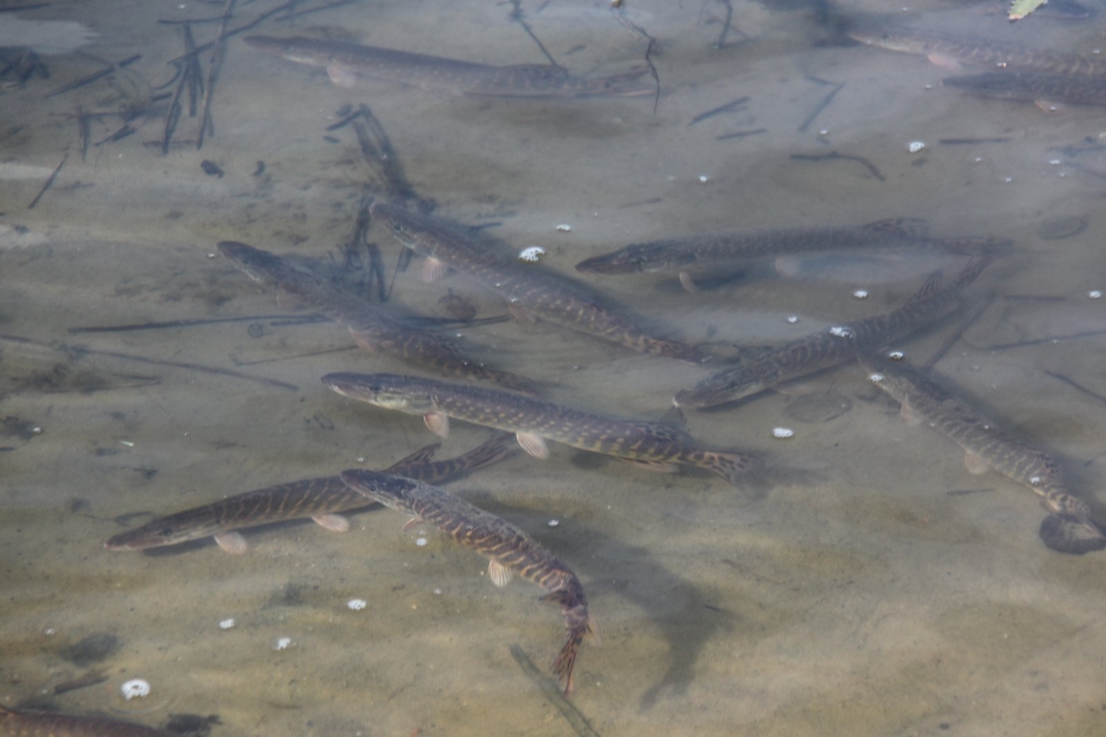Ko nežinojote apie įžuvinimą: kokiomis žuvimis papildomi Lietuvos ežerai ir upės bei kodėl tai daryti būtina