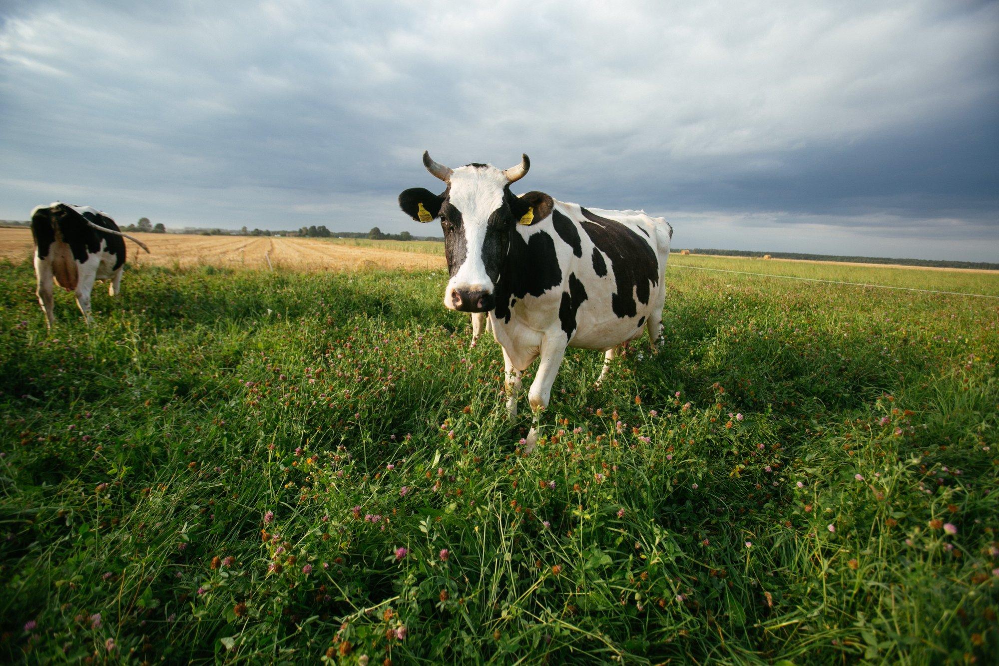 Danone из-за контрсанкций перевозит 5000 коров из ЕС в Сибирь