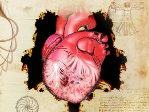 A human heart sits at the centre of the illustration. The left ventricle is 
see-through, showing patterns of trabeculae. Around the heart are some notes 
from Leonardo da Vinci.
