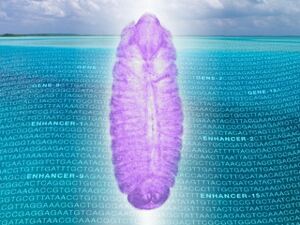 Drosophila embryo over sea of noncoding RNA
