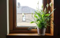 Зеленая бригада: 9 лучших растений для каждой комнаты (и еще три для балкона)