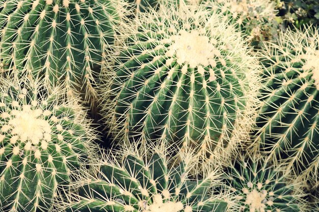 cactus textures