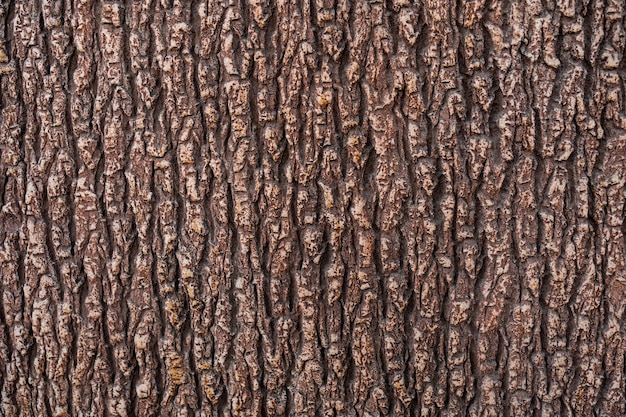 tree textures