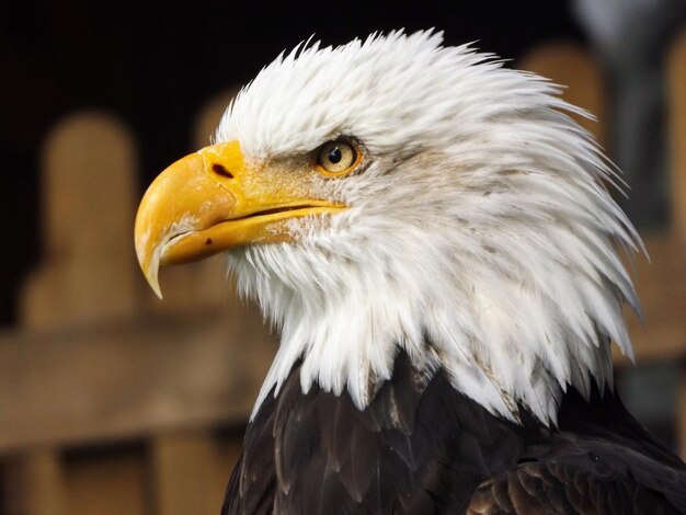 Bald Eagle photos