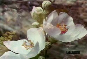 Witness the beauty of various flower blossoms blooming