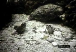 Observe the aggressive social behaviour of territorial perciform jawfish fighting over burrow proximity