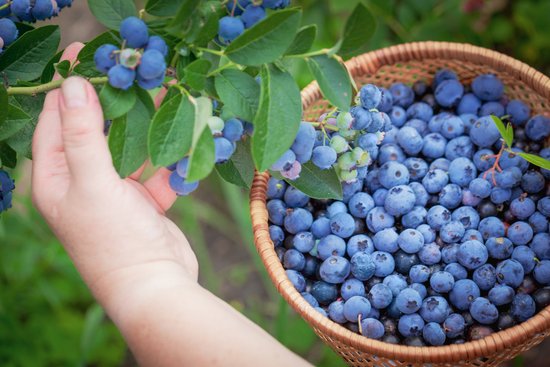 Вперед, за ягодами! 25 хозяйств в Латвии, где можно собрать чернику, малину и смородину своими руками