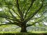 Spreading oak tree in summer. (green, leaves, deciduous, shade)