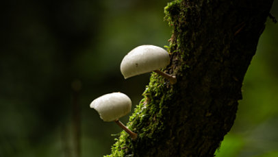 Mushrooms on a mossy tree branch.