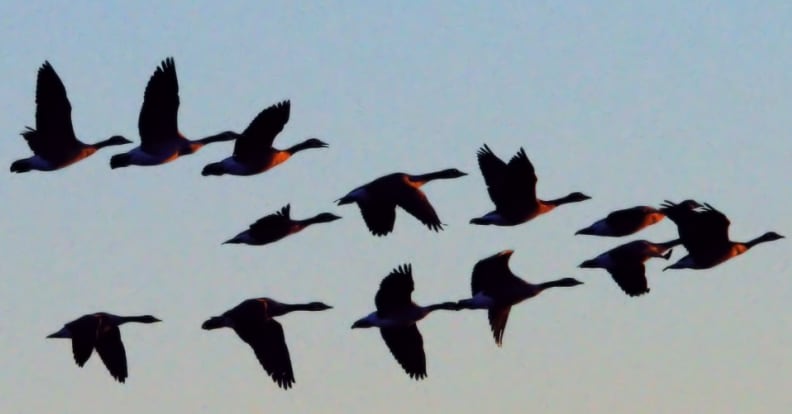 Así afecta el cambio climático a las migraciones de las aves