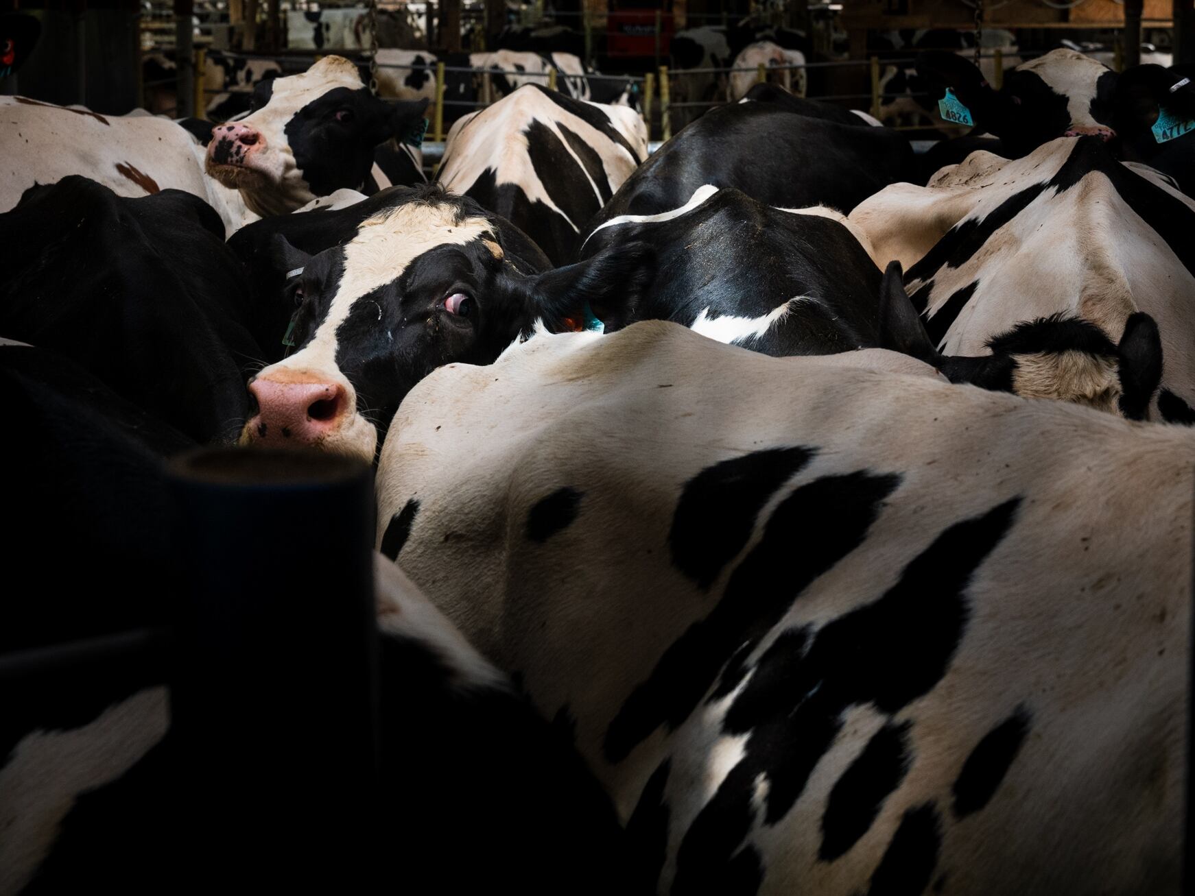 NORTH FREEDOM, WI, - MAY 8:Cows queuing for their midway milking at United Dreams Dairy, in North Freedom, Wisconsin on May 8, 2024. (Photo by Matthew Ludak for The Washington Post via Getty Images)