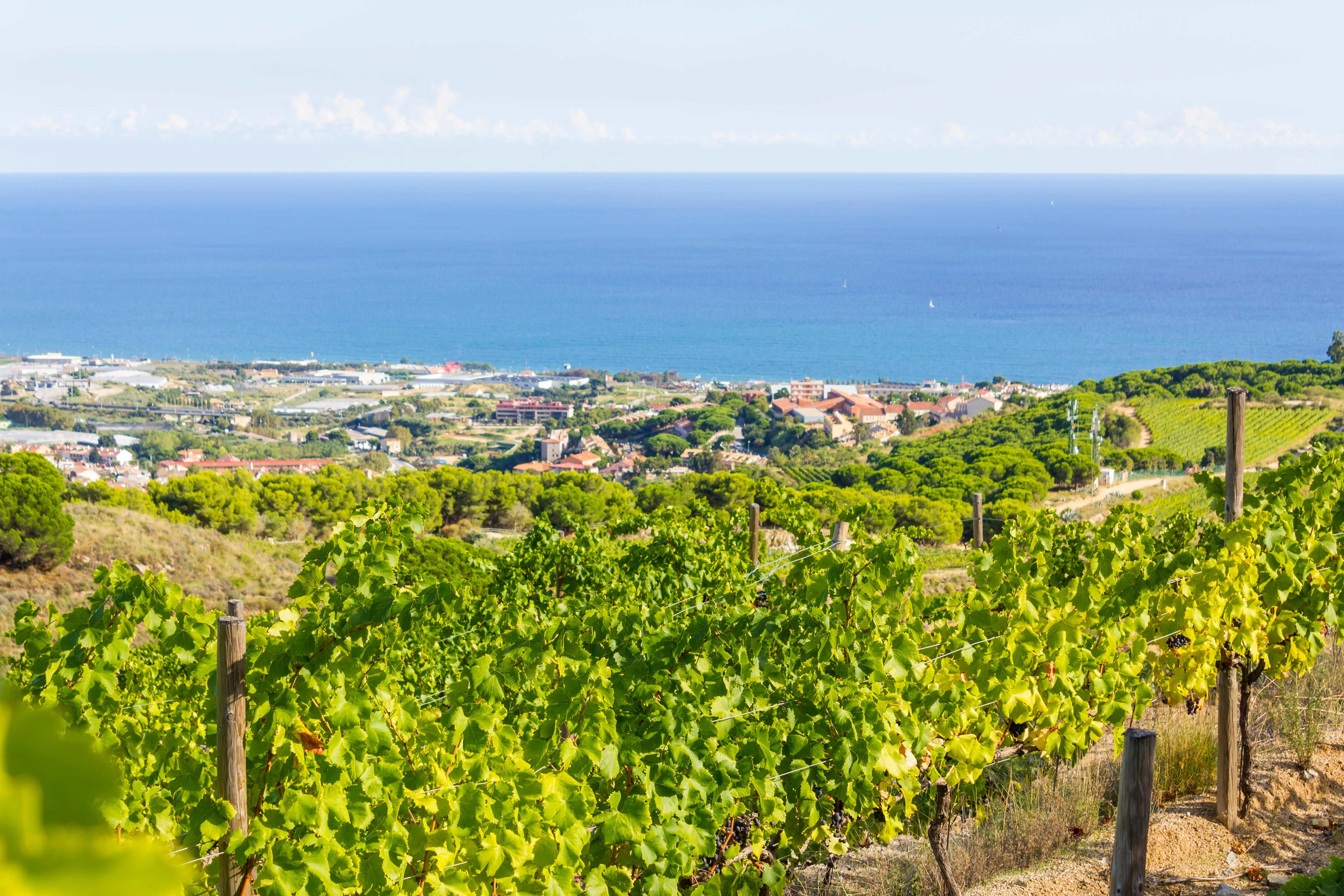 Les vinyes d'Alella, a la comarca del Maresme.