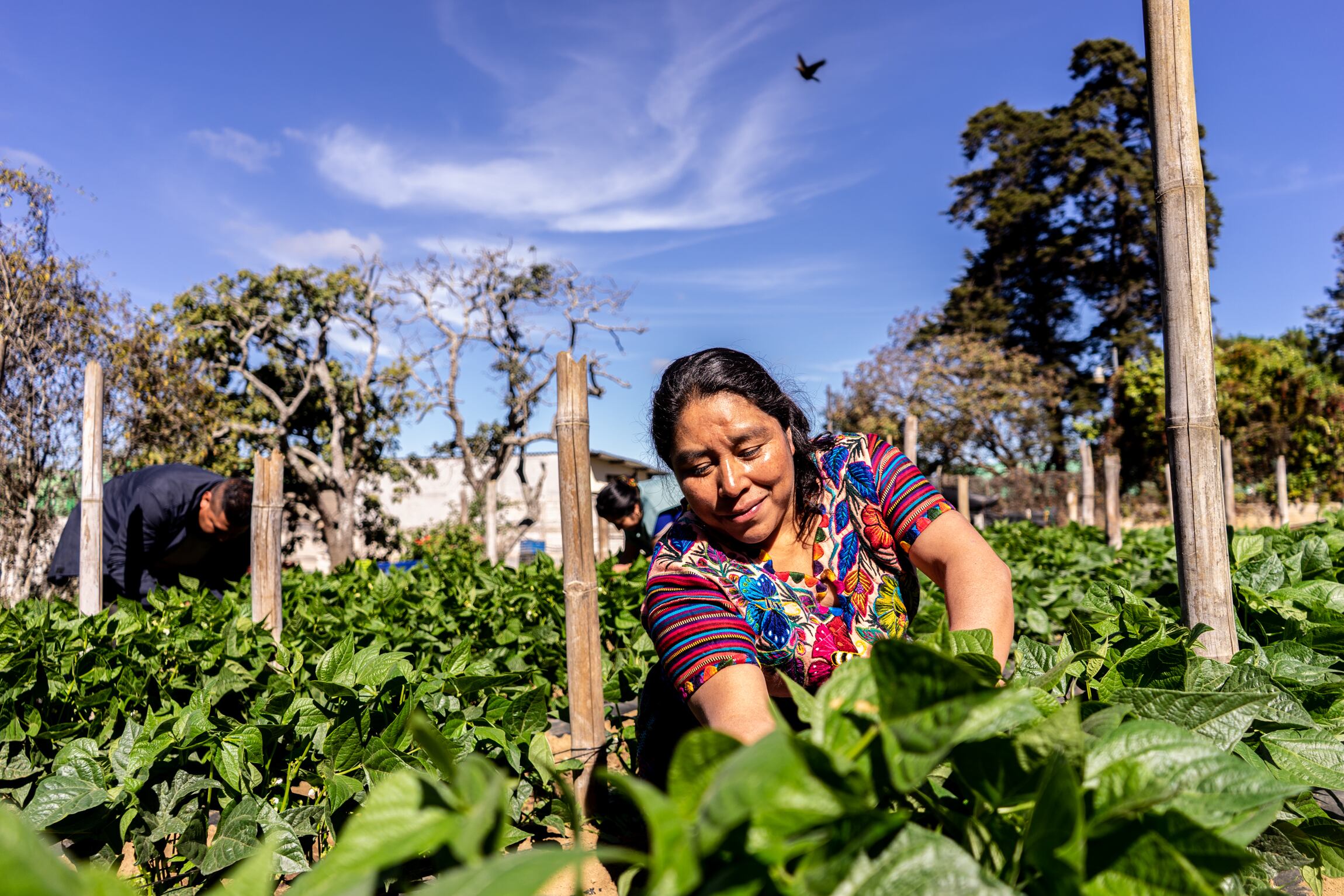 An plantation at the Cuatro Pinos Cooperative, in Guatemala, which has promoted a temporary labor migration program with the United States since 2016.