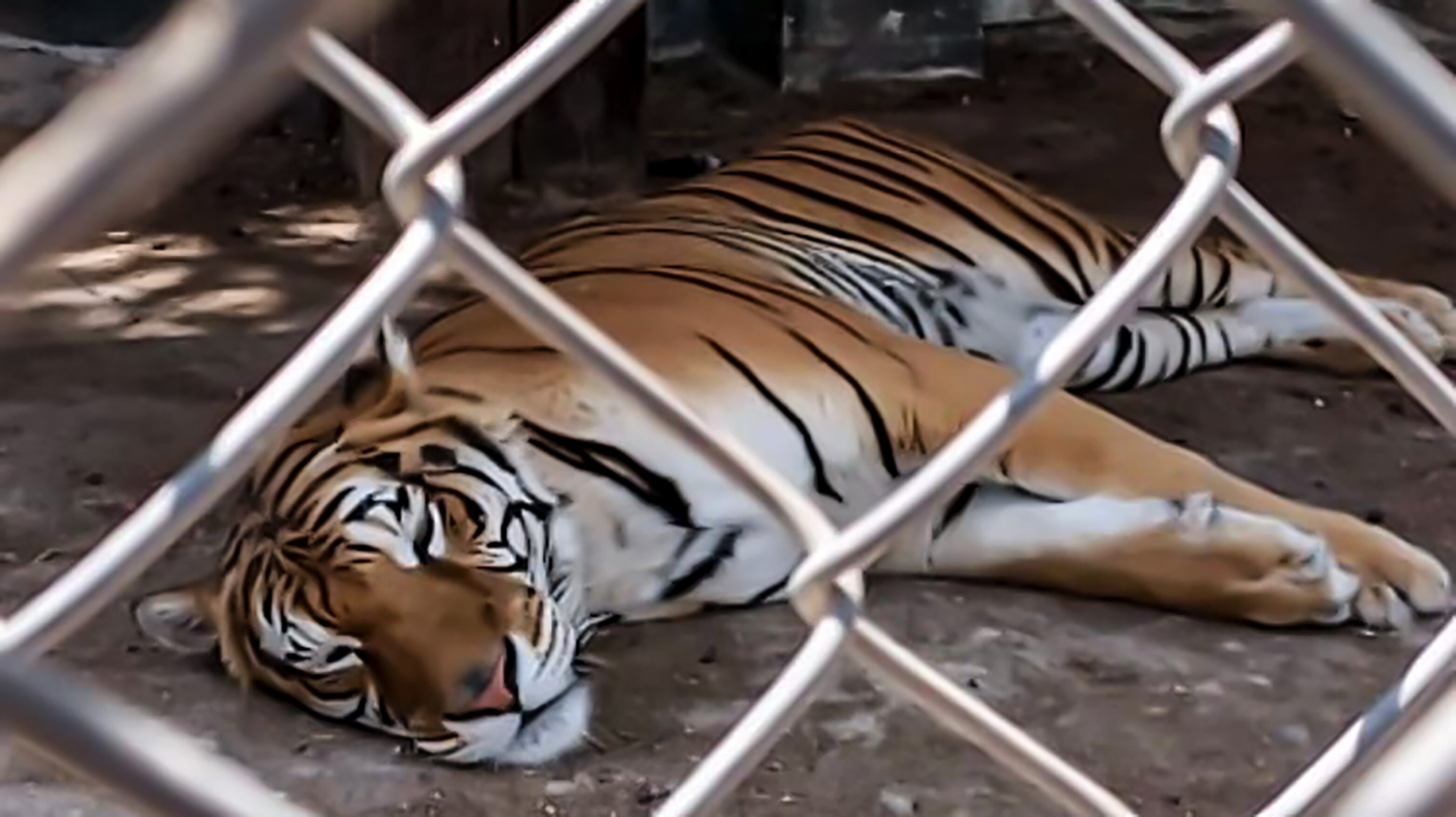 A Bengal tiger rescued by agents in the State of Mexico.