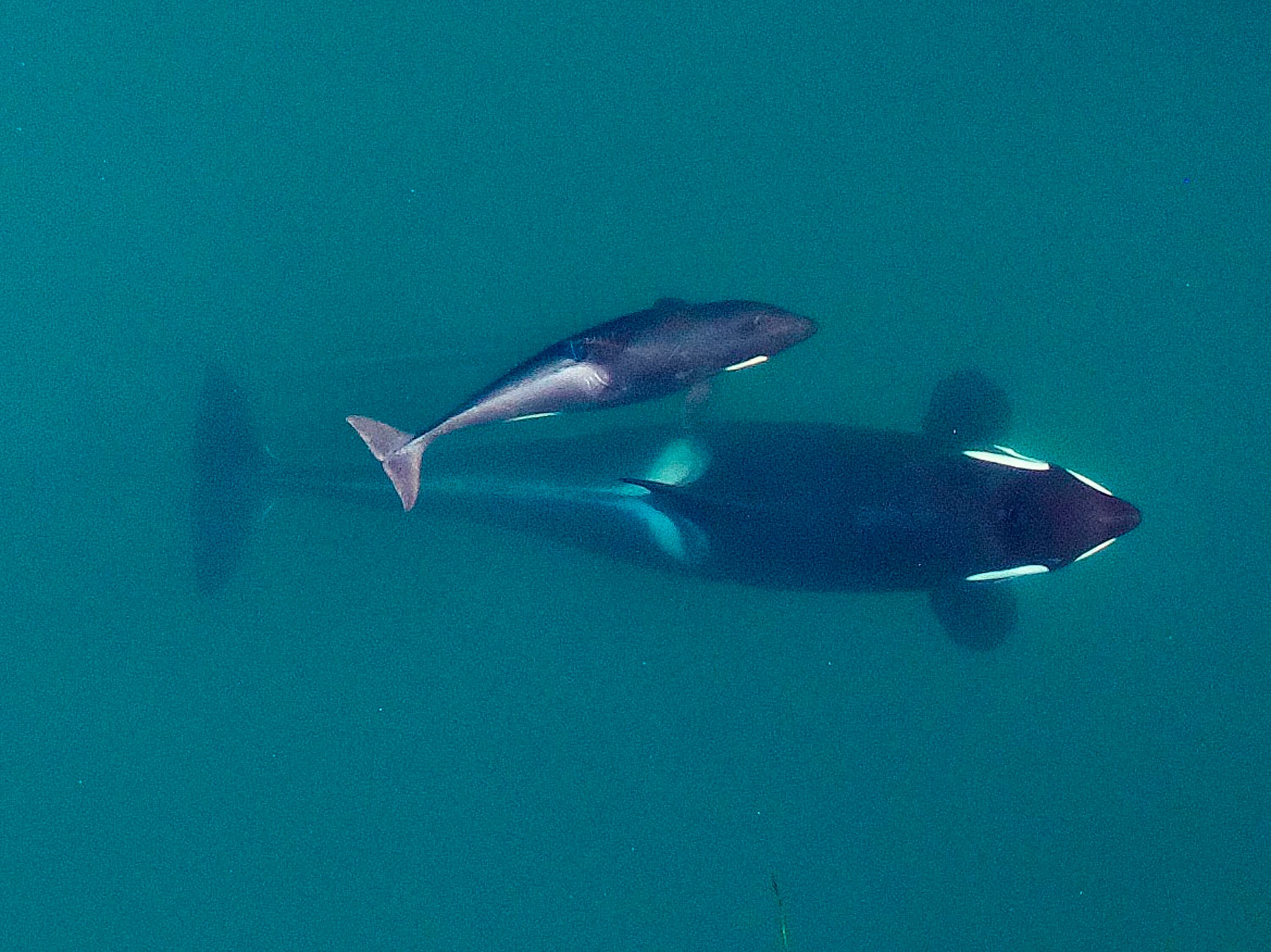 Adult female Southern Resident killer whale (J16) swimming with her calf (J50).