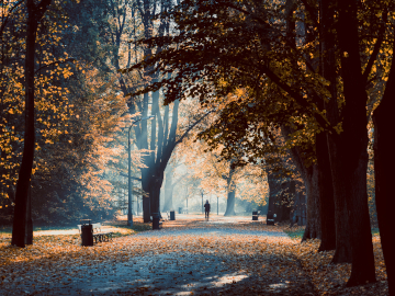 Park Skaryszewski jesienią - widok na obsypaną liśćmi alejkę spacerową