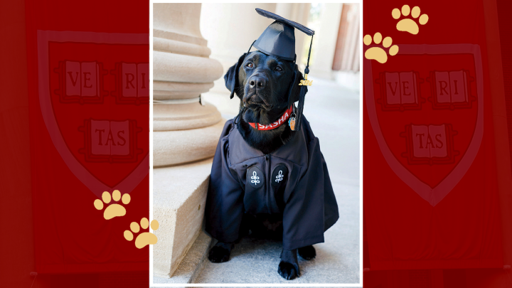 Sasha the University police community engagement dog wearing Commencement regalia