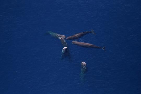 Aerial view of six sperm whales grouped together in dark blue waters.