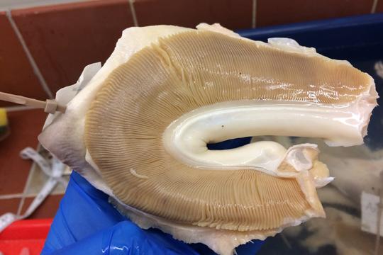 Scientist holding up gills from a shark