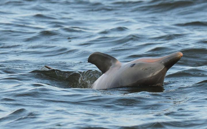 Dauphin de Guyane (Sotalia guianensis) observé par l'équipe du WWF Guyane (Guyane Française)