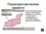 Инсулин синтезируется в поджелудочной железе. Клетки поджелудочной железы секретируют амилазу. Какими клетками вырабатывается инсулин. Клетки поджелудочной железы секретируют инсулин. Клетки поджелудочной железы вырабатывающие ферменты.