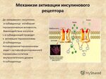 Взаимодействие инсулина. Рецепторные тирозинкиназы. Активация рецепторной тирозинкиназы приводит к активации. Аутофосфорилирование рецептора инсулина. Механизм тирозинкиназных рецепторов.