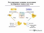 На что влияет инсулин. Влияние инсулина на жировую ткань. Влияние инсулина на жировой обмен. Инсулин и мелатонин взаимосвязь.