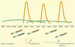Режим инсулина. График действия инсулина новорапид. Схема короткого и длинного инсулина. Новорапид инсулин короткого. Инсулин короткого действия схема.