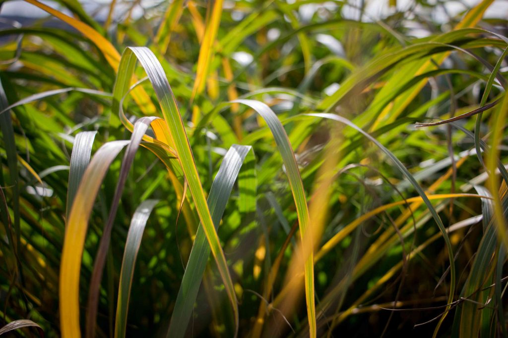 Miscanthus grass close up