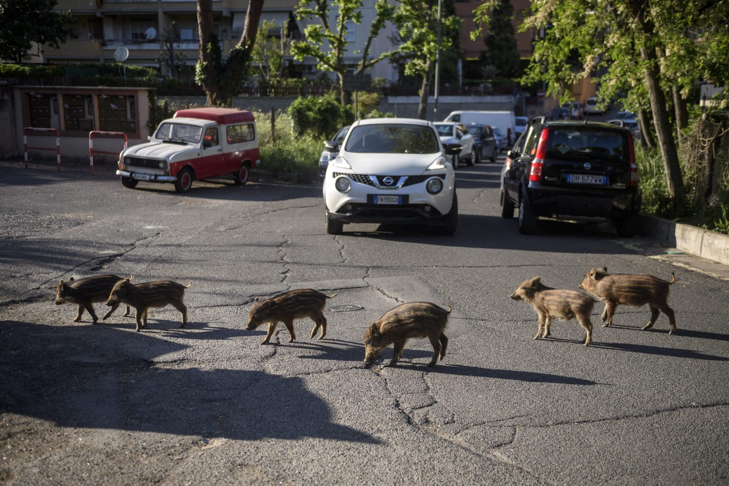 wild boars on a street in Italy