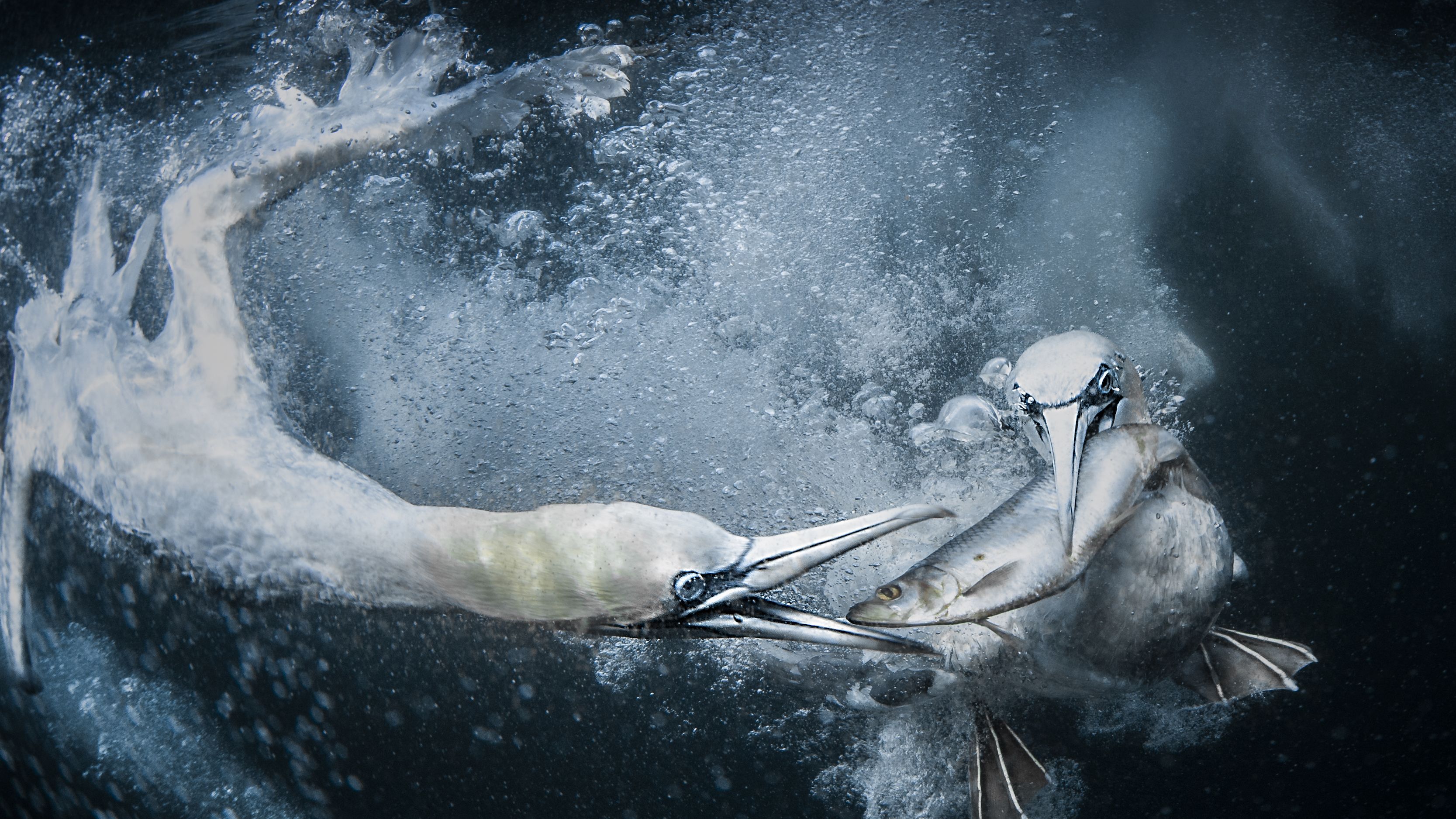 Whilst on a trip to Shetland, the biggest thing I wanted to do was photograph the Gannets as they feed underwater. The photography takes place at sea around some of the Shetland's remotest headlands. Dead bait is used using fish the Gannets would normaly eat localy sourced around Shetland.  To be able to capture what goes on under the water was an unbelievable experience.