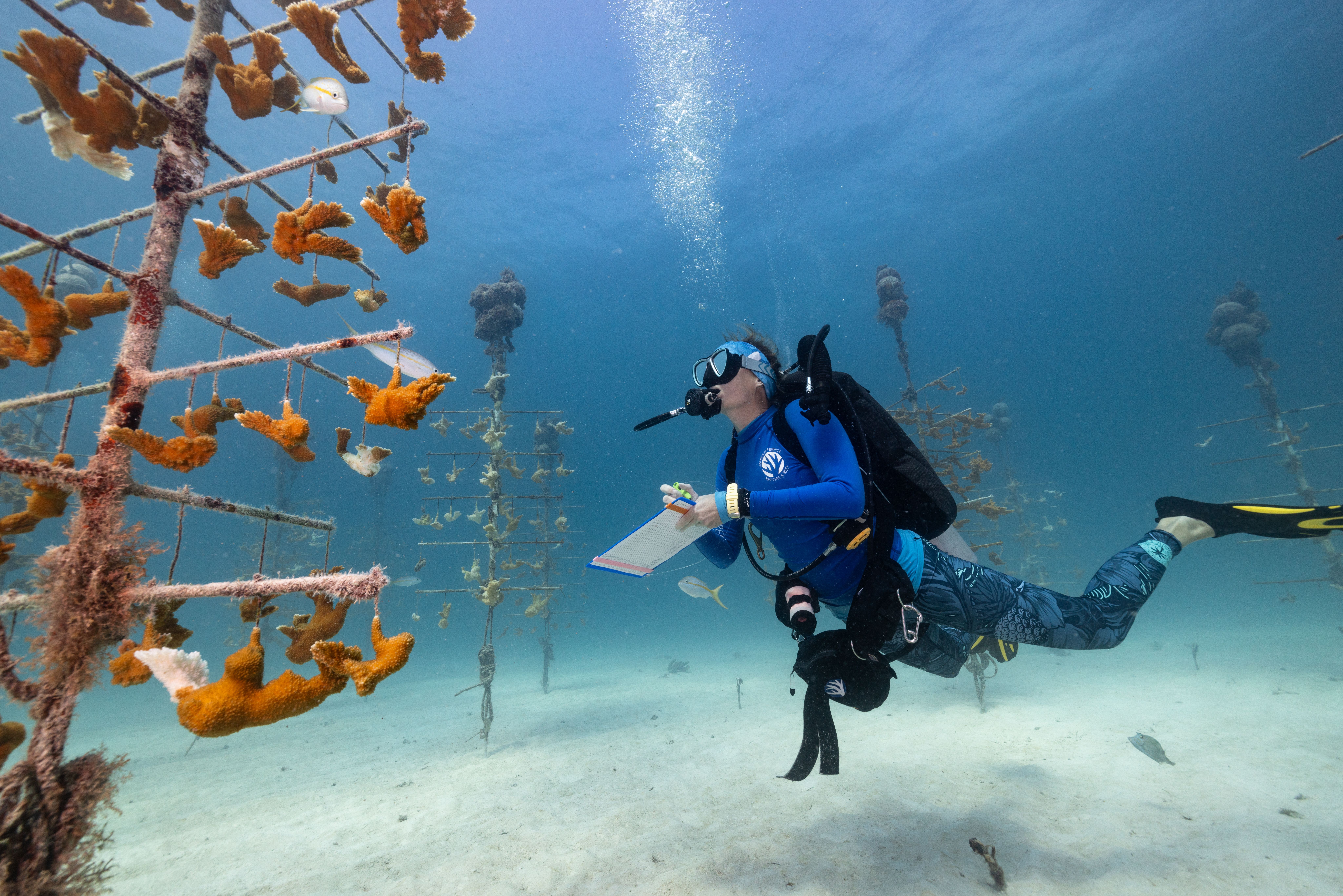Jennifer Adler was recognized for her “Corals of the Future” series, which aims to make ocean science more accessible. Here, scientist Roxane Boonstra examines a “tree” of healthy elkhorn coral at the Coral Restoration Foundation’s Tavernier nursery, Florida, the world’s largest underwater coral nursery.