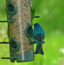 Indigo Bunting