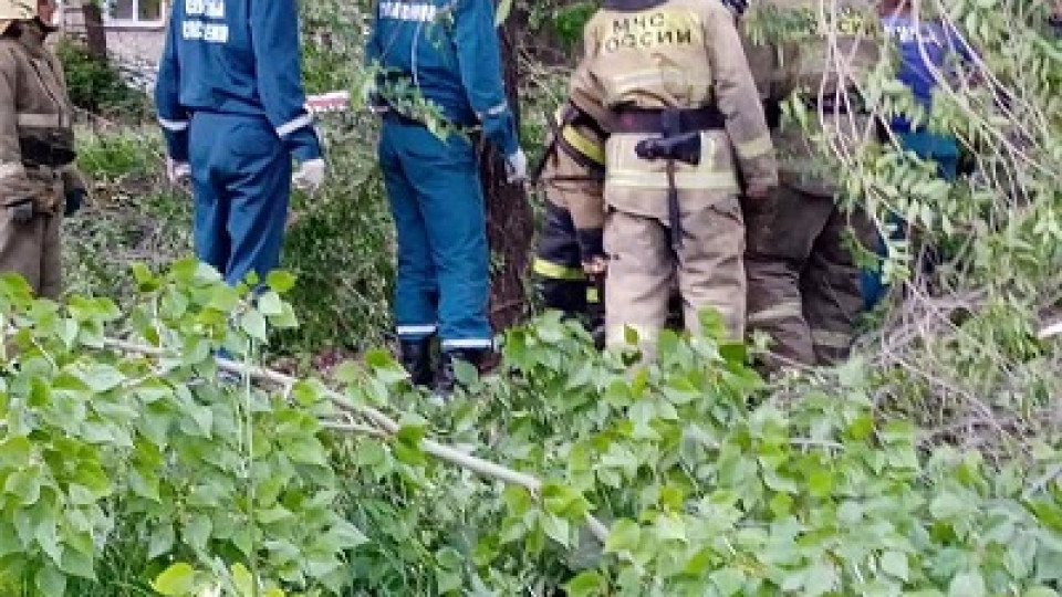 В Ульяновске на девочку упало дерево