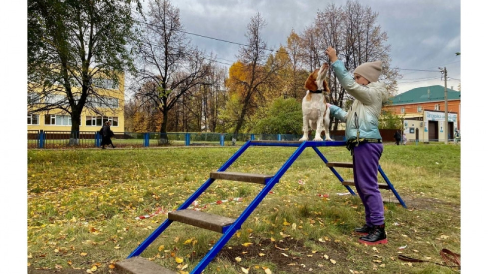 Около ульяновского лицея появилась площадка для выгула собак